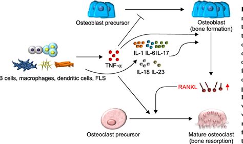 Table 1 From Pro Inflammatory Cytokines Modulating Osteoclast Differentiation And Function