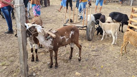 FEIRA DE OVELHAS DE CACHOEIRINHA PE DIA 02 12 2021 YouTube