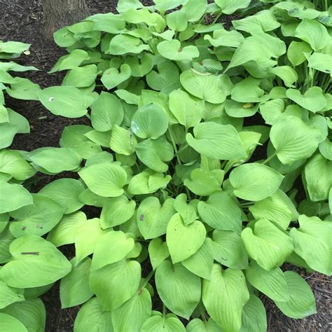 Photo Of The Entire Plant Of Hosta Golden Scepter Posted By Csandt