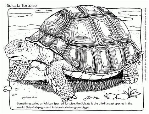 Tortoise Coloring Pages Coloring Home