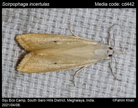 Scirpophaga Incertulas Walker 1863 Yellow Stem Borer Moths