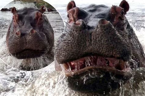 When animals attack: See angry hippo target boatload of terrified ...