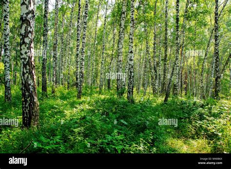 Summer day in the Siberian forest Stock Photo - Alamy