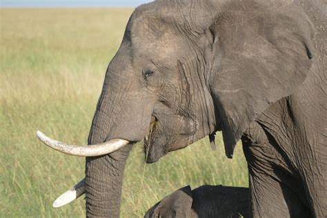 African Bush Elephant Loxodonta Africana Female Maasai Flickr