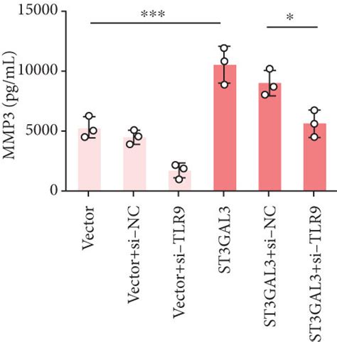 St Gal Promoted The Inflammatory Response Of Mh A Cells By Activating