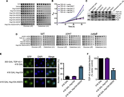 Potentiated Hsp Variants Antagonize Diverse Proteotoxic Misfolding