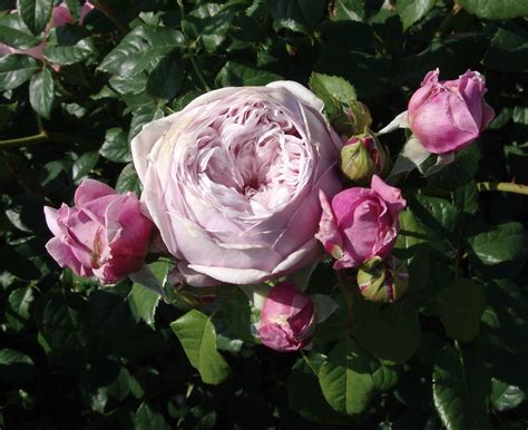 Роза Спирит Оф Фридом Фото И Описание – Telegraph