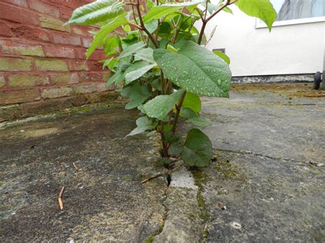 Faqs About Japanese Knotweed And Plr Ltd