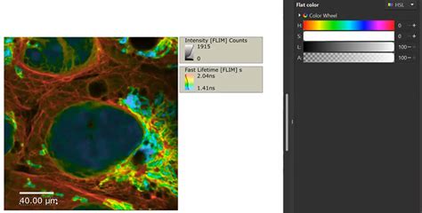 Novaflim Fluorescence Lifetime Imaging Analysis Software Picoquant