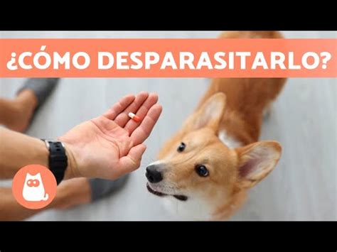 8 Enfermedades que transmiten los perros por la saliva Síntomas y