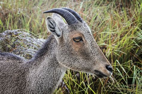 Nilgiri tahr - Stock Image - C029/3770 - Science Photo Library