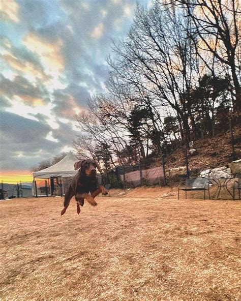 Btsten Jung Kook Köpeği Bam Için Instagram Hesabı Açtı Netizen