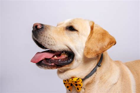 Labrador Retriever is Amazing Dog. Photo-shooting in Studio Stock Image ...