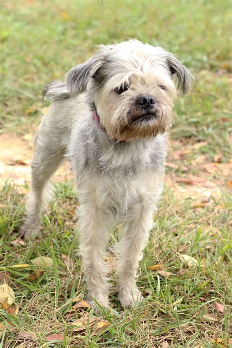 Md Nonprofit Takes In Dogs Rescued From Puerto Rico Photos Wtop News