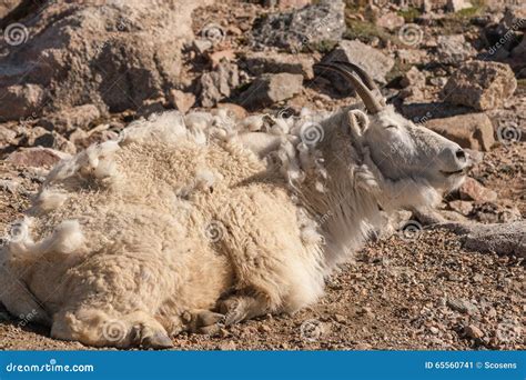 Scruffy Mountain Goat Stock Image Image Of Animal Nature 65560741