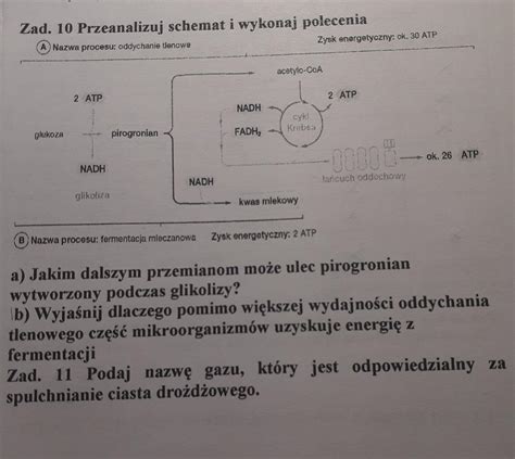 Metabolizm Przeanalizuj Schemat I Wykonaj Polecenia Brainly Pl