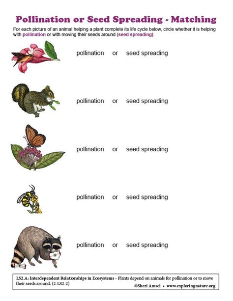 Seed Dispersal Worksheet Grade 5