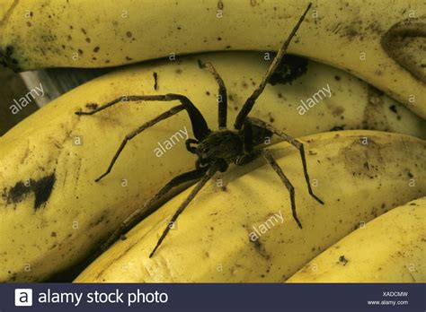 Banana Spiders High Resolution Stock Photography And Images Alamy