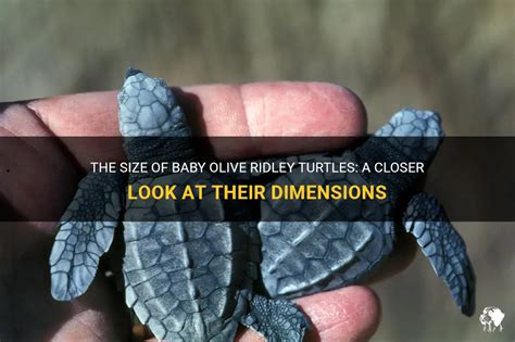 The Size Of Baby Olive Ridley Turtles A Closer Look At Their