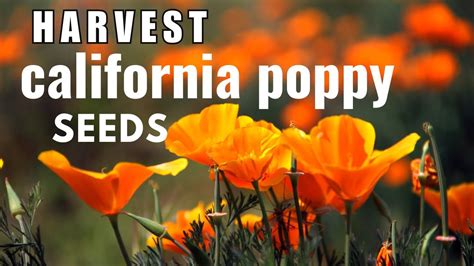 How To Collect The Seeds Of California Poppy Seed Propagation