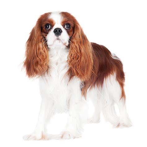 Care For Cavalier King Charles Spaniel Shampoo Bathing And Haircut