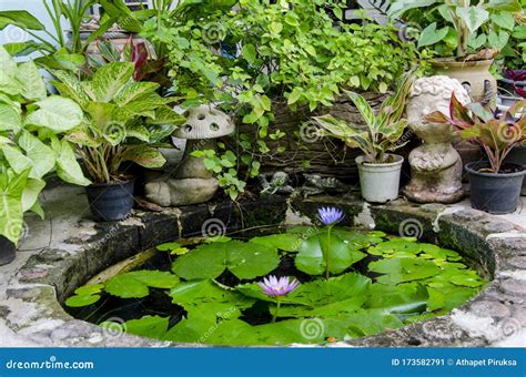 Small Pond Of Water Lily With Ornament Plants Stock Image Image Of