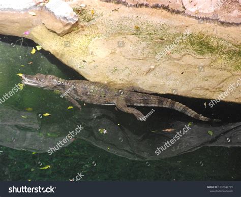 Crocodile Theme Park Stock Photo 1232047729 | Shutterstock