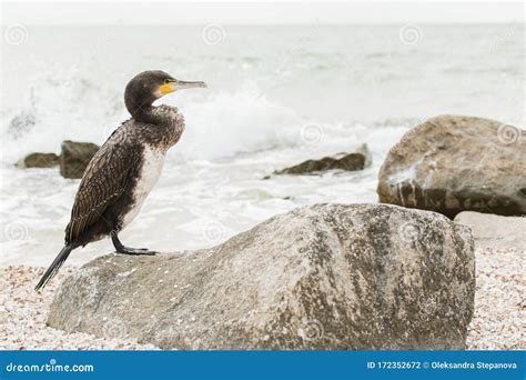 Lone Cormorant With Yellow Five On Beak Stands On Rock Wild Animal On