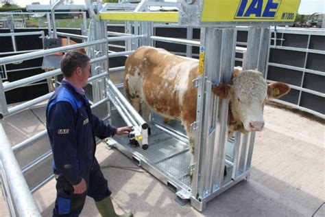 M1000 Cattle Crush Professional Cattle Crushes Iae Agriculture