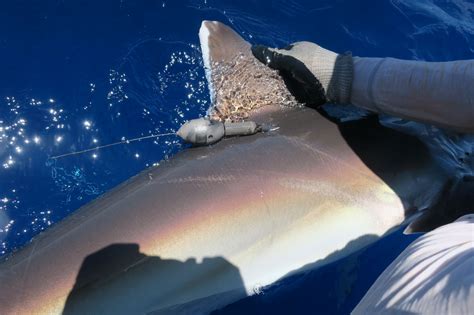 Something Smells Fishy Scientists Uncover Illegal Fishing Using Shark