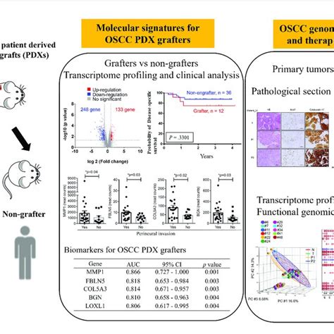 Workflow For The Establishment And Characterization Of Oscc Pdx