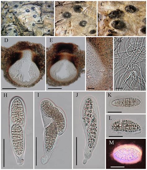 Julella Buxi Holotype A C Surface View Of Ascomata On Host