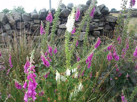 Scaife Hall Farm: Moorland Flowers