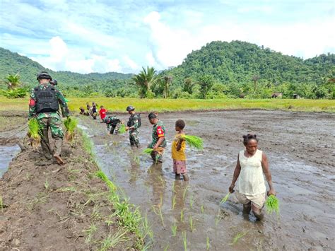 Tingkatkan Produktivitas Pertanian TNI Dan Warga Papua Tanam Padi Bersama