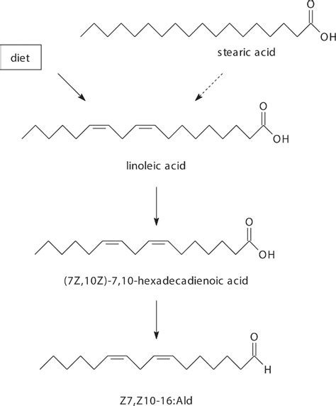 Figure 1 From Linoleic Acid And Stearic Acid Are Biosynthetic Precursors Of 7z10z 710