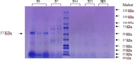 SDS PAGE Profile Of Sarcoplasmic Proteins Throughout The Preservation