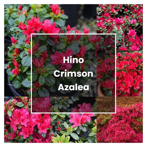 How To Grow Hino Crimson Azalea Plant Care And Tips Norwichgardener