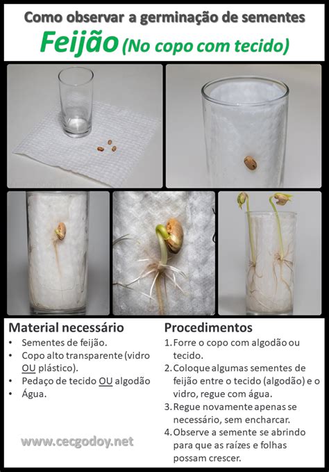 Como Germinar Feij O Ensinodeci Ncias Saladeaula Aulapr Tica