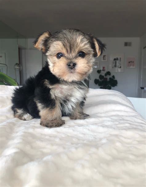 Teacup Morkie Puppy for sale! - iHeartTeacups