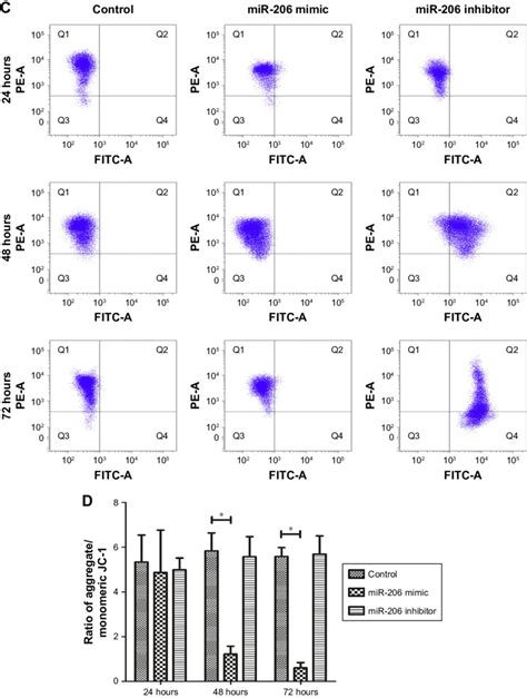 Mir 206 Overexpression Promoted Mitochondria Mediated Apoptosis Notes Download Scientific