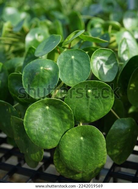 Closeup Pilea Peperomioides Houseplant Green Circular Stock Photo