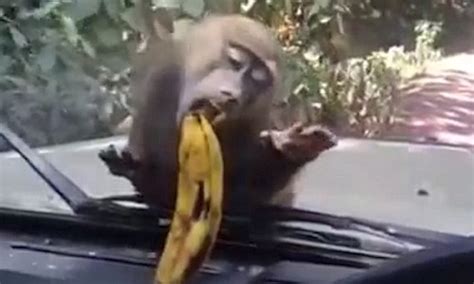 Video Shows Monkey Trying To Get Hold Of Banana That S Stuck Behind Car