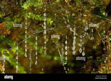 New Zealand glow worm larvae (Arachnocampa luminosa Stock Photo - Alamy