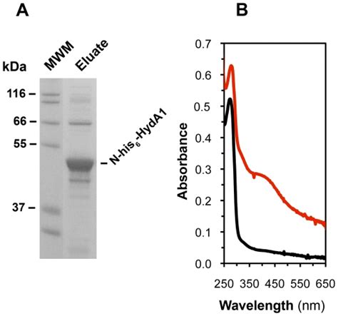 Fig 1a Sds Polyacrylamide Gel Electrophoresis Sds Page Analysis Of Download Scientific