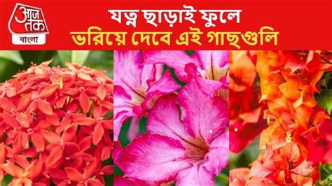 Easy Flowering Plants যত্ন ছাড়াই ফুলে ভরিয়ে দেবে এই ৫টি গাছ আজই