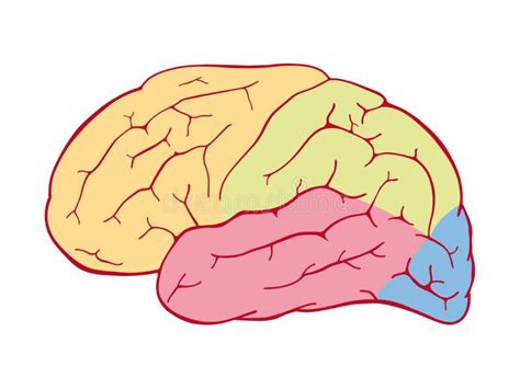 Illustration De Structure D Anatomie De L Esprit Humain Illustration