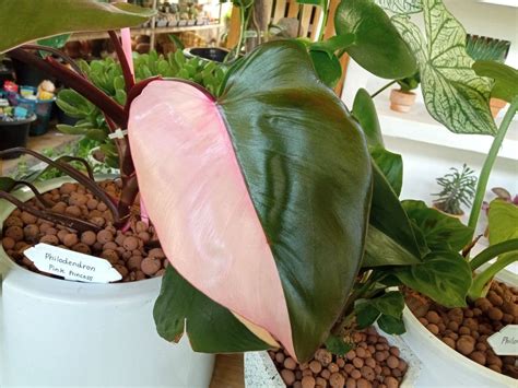 Types Of Pink Princess Philodendron Back Gardener