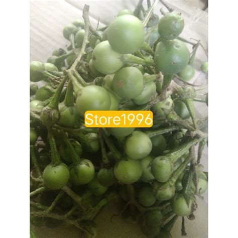 Jual Buah Cepokak Ataw Takokak Segar Paket 1 Kg Shopee Indonesia