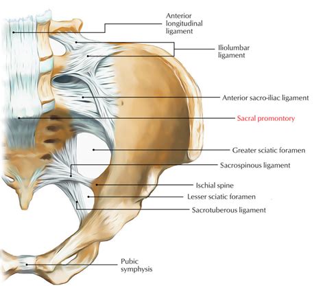 Sacral Promontory – Earth's Lab