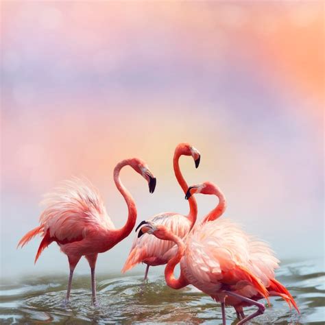 Premium Photo Pink Flamingos In The Water At Sunset